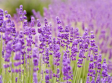 Facts About Lavender That Will Make You Love This Fragrant Herb Even