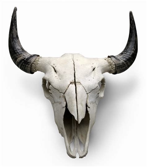 Animal Skull With Horns Animalqf