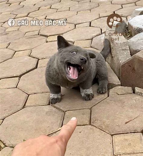 People Just Cant Handle This Adorable Cat Dog Hybrid Lookalike Puppy