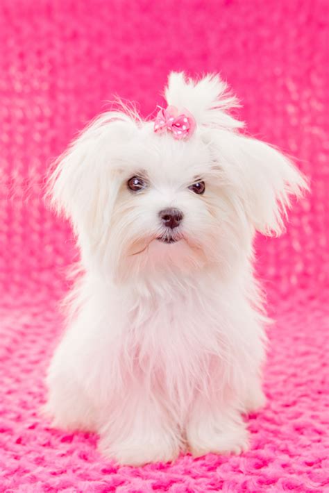 7 Bronx Maltese Dog Puppies For Sale Or Adoption Near Me