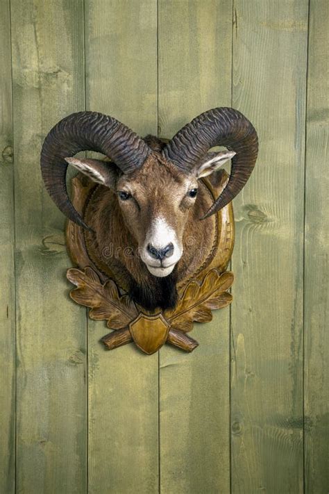 Mouflon Trophy In Front Of Wooden Wall Stock Image Image Of Aries