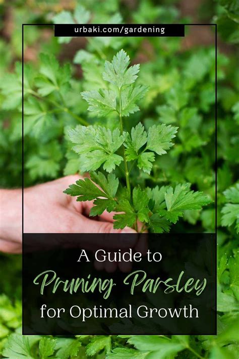Are You Looking To Grow Healthy And Abundant Parsley Plants In Your