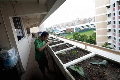 Farming on their HDB flats' doorsteps, Latest Singapore News - The New