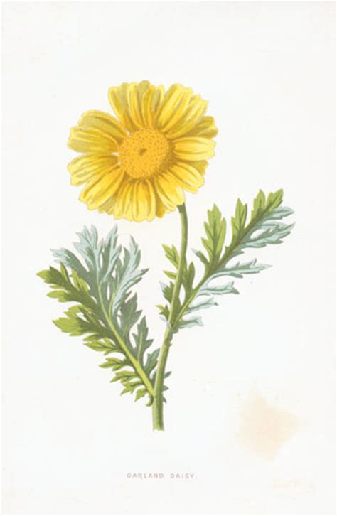 Yellow Flower Prints Antique Botanical Prints