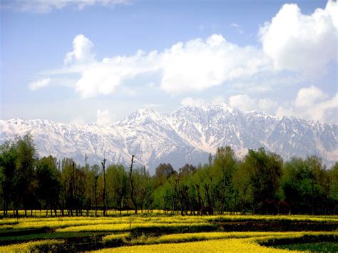 They are mainly seen as potted flowers or in soil these blooms are perfect for those looking for something more distinctive due to the fact that blue and purple are not very popular colours to find in. CHINAR SHADE : MUSTARD FLOWERS BLOOM IN SPRING SEASON OF ...