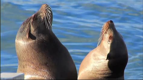 Marine Mammal Center Needs Volunteers For Seal Sea Lion Pup Season Abc7 San Francisco