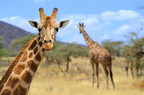 Картинки Животных Жираф Telegraph
