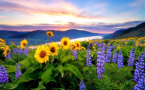 Farm spring trees poultry way wonderful and amazing view and trees desktop wallpapers for computer and tablet screen. Spring Flowers Mountain Lake Hills Red Cloud Sunset Hd ...