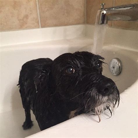 Breaking News Scientists Discover Cause Of Wet Dog Smell