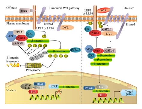 Canonical Wnt Signaling Pathway Catenin Dependent Wnt Signaling
