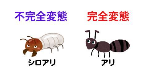 シロアリはゴキブリの仲間でアリはハチの仲間 ぷち教養主義