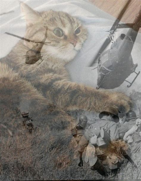 Create Meme Cats Cat Flashbacks Flashbacks From Vietnam Cat