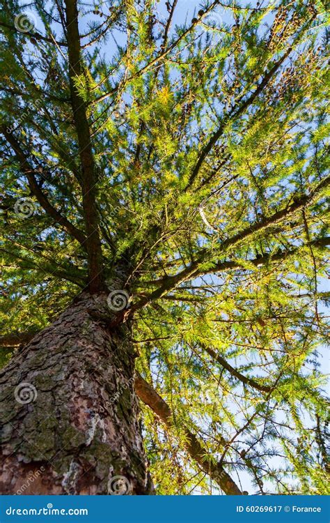 Tree Perspective From The Ground Stock Image Image Of Wood Tall
