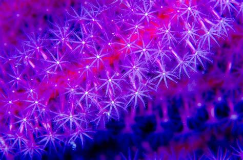 Fluorescent Corals In Red Sea Hold Promises For Medical
