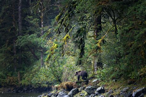 Premier Clark To Announce Completion Of Great Bear Rainforest