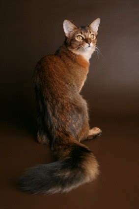 somali cat blue ruddy red breed info personality grooming pictures