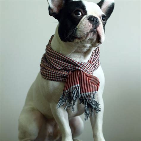 19 Stylish Dogs In Scarves