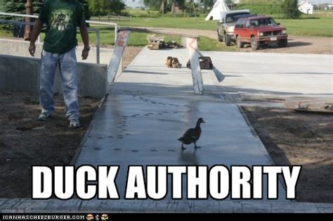 Animal Capshunz Ducks Funny Animal Pictures With Captions Animal