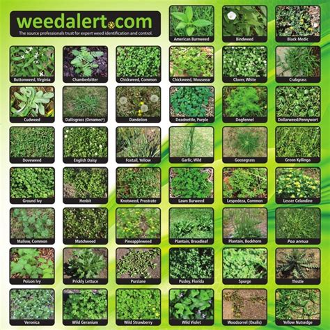 Grassy Weed Identification Chart