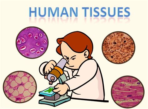 Bio 20 Lab Histology The Study Of Tissues