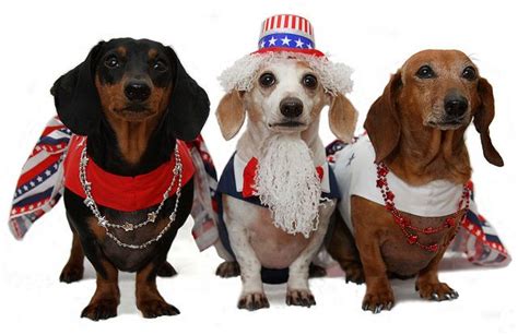 Three - 4th of July | Dachshund love, Weiner dog, Dog coat pattern