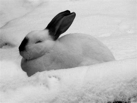 Snow Rabbit Picture By Hilleke For Bunnies Photography