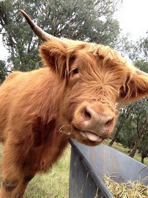 31 Best Images About Highland Cow On Pinterest Miniature