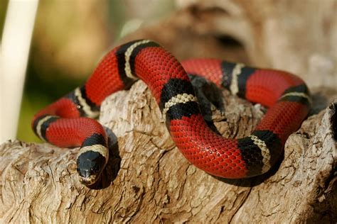 The colubridae is the largest family of snakes in the world. 7 Best Pet Snakes Beginners Can Trust | Reptiles' Cove