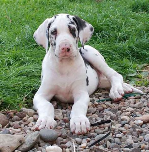 White Great Dane Puppies Cute Puppies Great Dane Puppy Great Dane