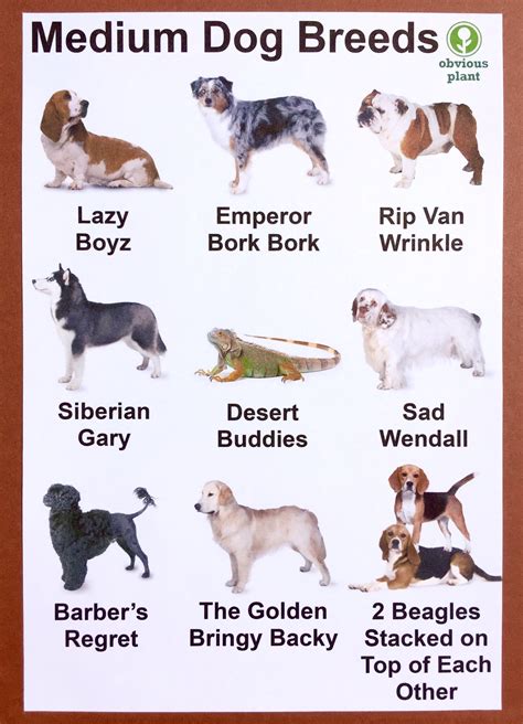 Medium Dog Breeds List With Pictures