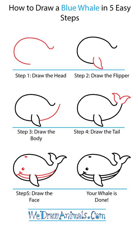 Https://tommynaija.com/draw/blue Whale How To Draw A Whale