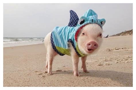 20 Of The Most Fashionable Pigs Youve Ever Seen