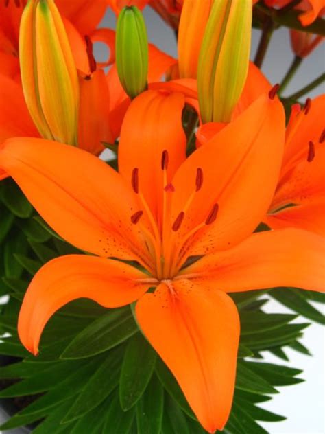 Orange Matrix Asiatic Lily Plants4home