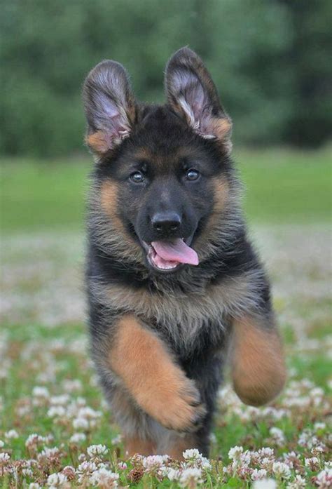 Our german shepherd puppies bloodlines are comprised of an extensive line of champion west german show dogs and some of the very best we are dedicated to breeding quality not quantity. Image-6-cute-german-shepherd-puppies-10