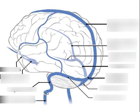 Y1 Neurology Dural Venous Sinuses Anatomy Ii Diagram Quizlet