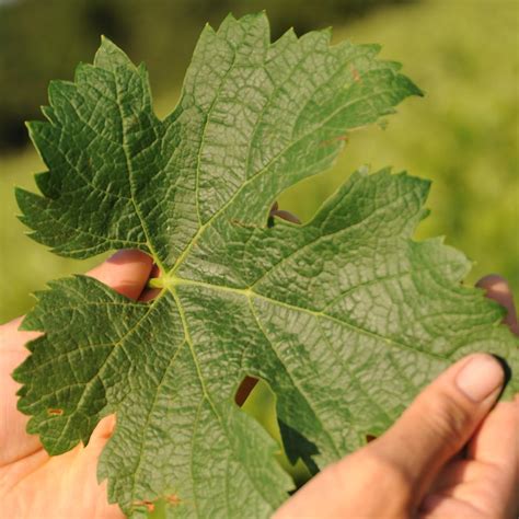 Feuille - de - vigne