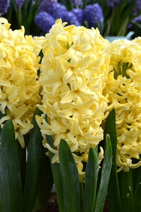 Hyacinth Yellow Queen Flower Bulbs Dutchgrown