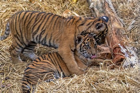Sumatran Tiger Cubs Zoochat