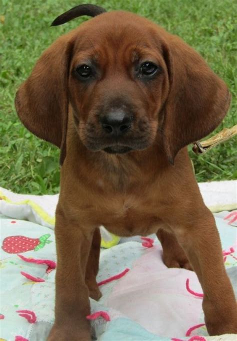 Redbone Coonhound Puppies For Sale In Florida Thats Good Logbook
