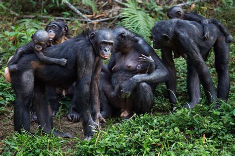 Ape ‘midwives Spotted Helping Female Bonobos Give Birth New Scientist