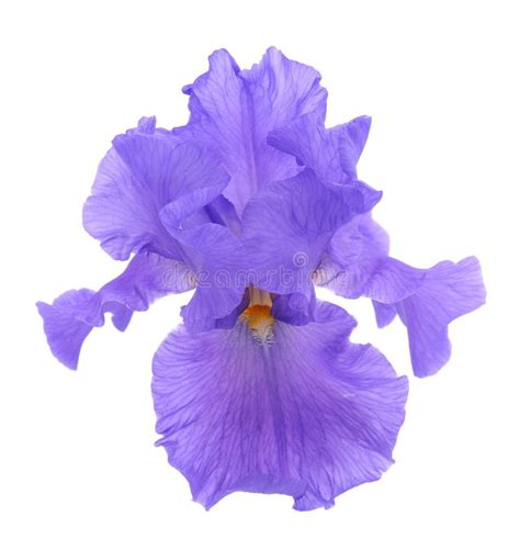 Iris Flower Isolated Stock Image Image Of Isolated 248792739