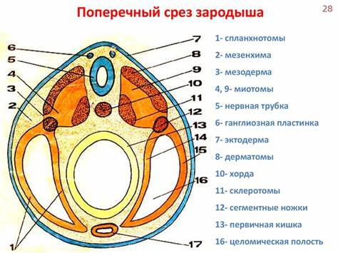 Диета при атониях