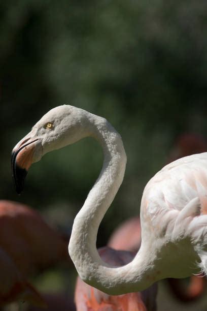 Albino Flamingo Stock Photos Pictures And Royalty Free Images Istock