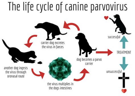 Sometimes a dog or a human will pick the virus up on the bottom of their shoes, and bring it into a home or yard, where a dog might roll in it. Canine Parvovirus - Learning how to Prevent is the Key ...