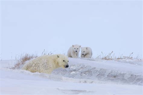 Female Polar Bear With Spring Cubs Photograph By Steven J Kazlowski