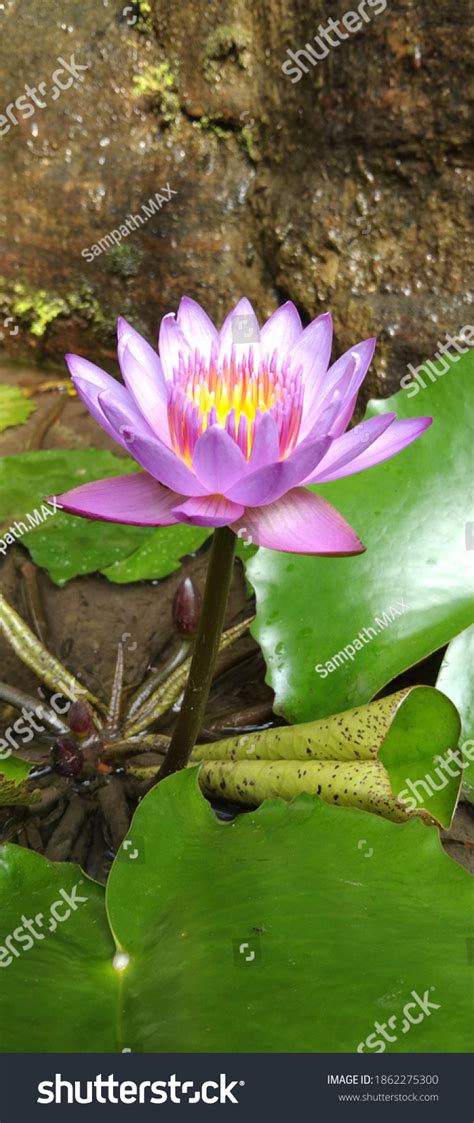 Sri Lanka National Flower Waterlily Stock Photo 1862275300 Shutterstock