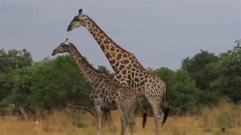 Giraffe Making Love Giraffe Mating Animal Mating Youtube