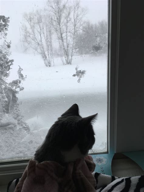 Cat Looking Out The Snowy Window Cats Snowy Window Snowy