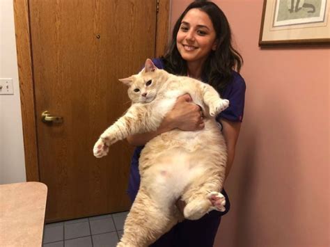33 Pound Cat On A Weight Loss Journey 20 Pics