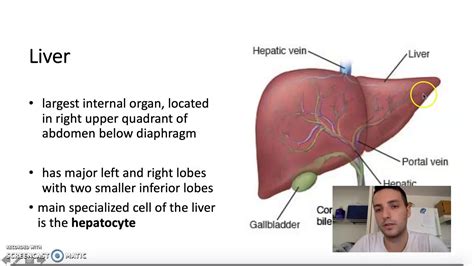 Role Of Pancreas And Liver In Digestion Youtube